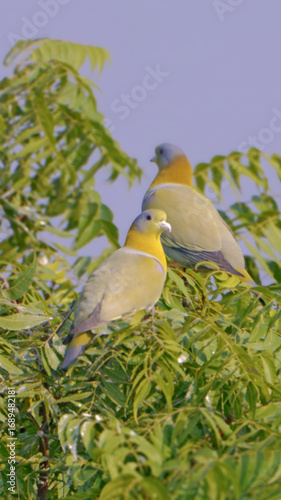 Green Pigeons