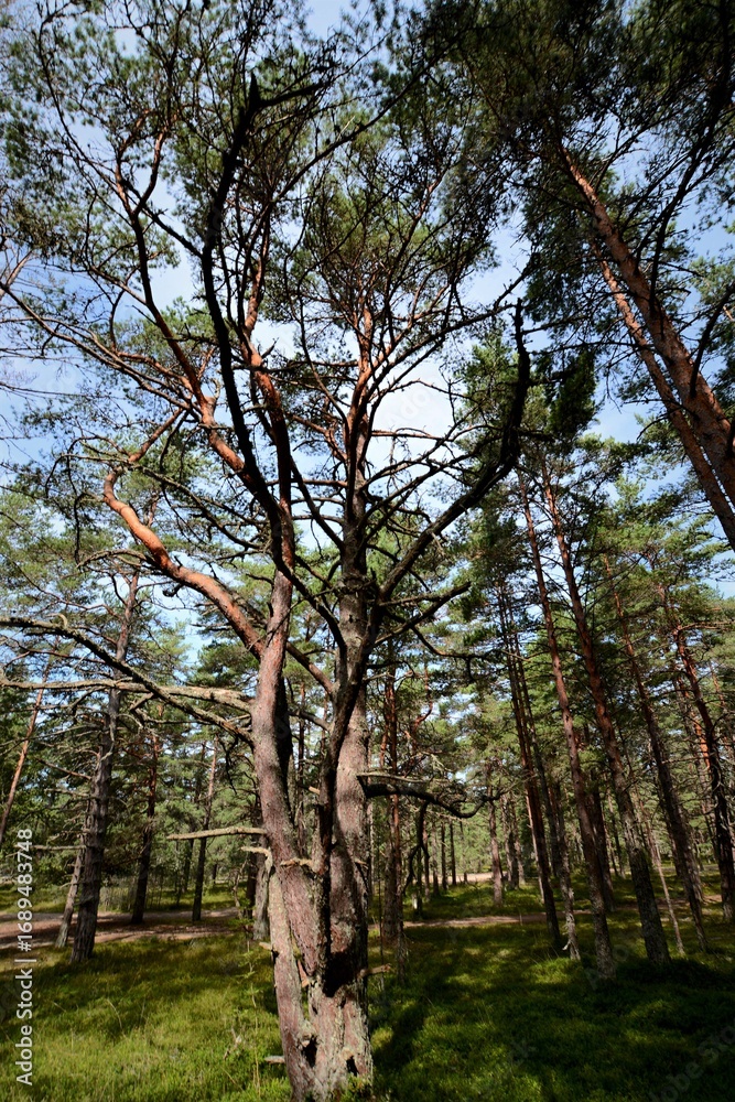 Obraz premium trees in the park