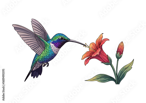 Colorful hummingbird in mid-flight with a minimalist background for illustration concept