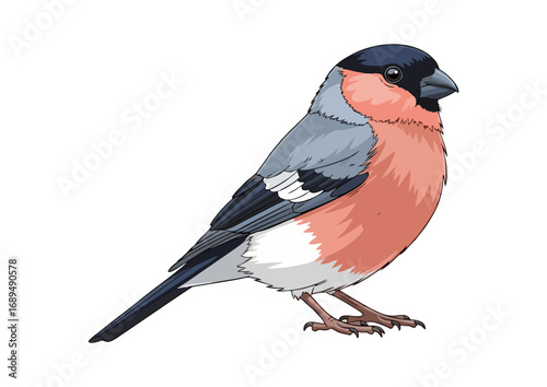 Colorful bullfinch standing on a branch with a minimalist background for illustration concept
