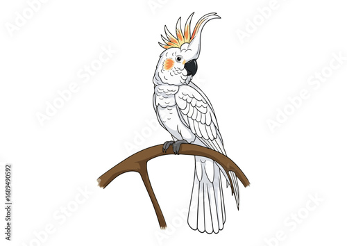 Charming cockatoo perched on a branch with a minimalist background for illustration concept
