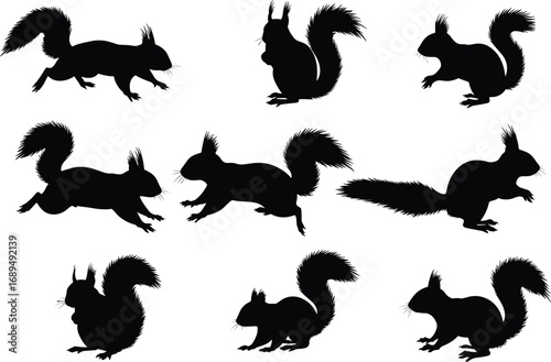 Silhouette of squirrels in various poses, wildlife animals, nature, forest creatures, rodent collection, black shapes, animal behavior, outdoor, fauna, woodland