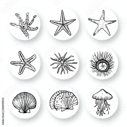 Stylized hand drawn sea life icons featuring starfish sea shells and jellyfish isolated on white