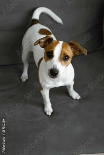 jack russell terrier