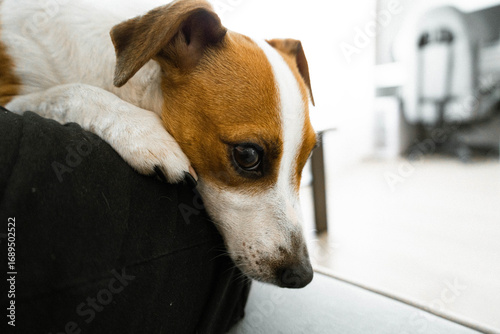 jack russell terrier