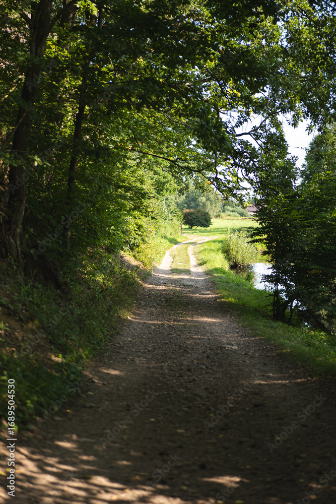 Fototapeta premium road in the woods