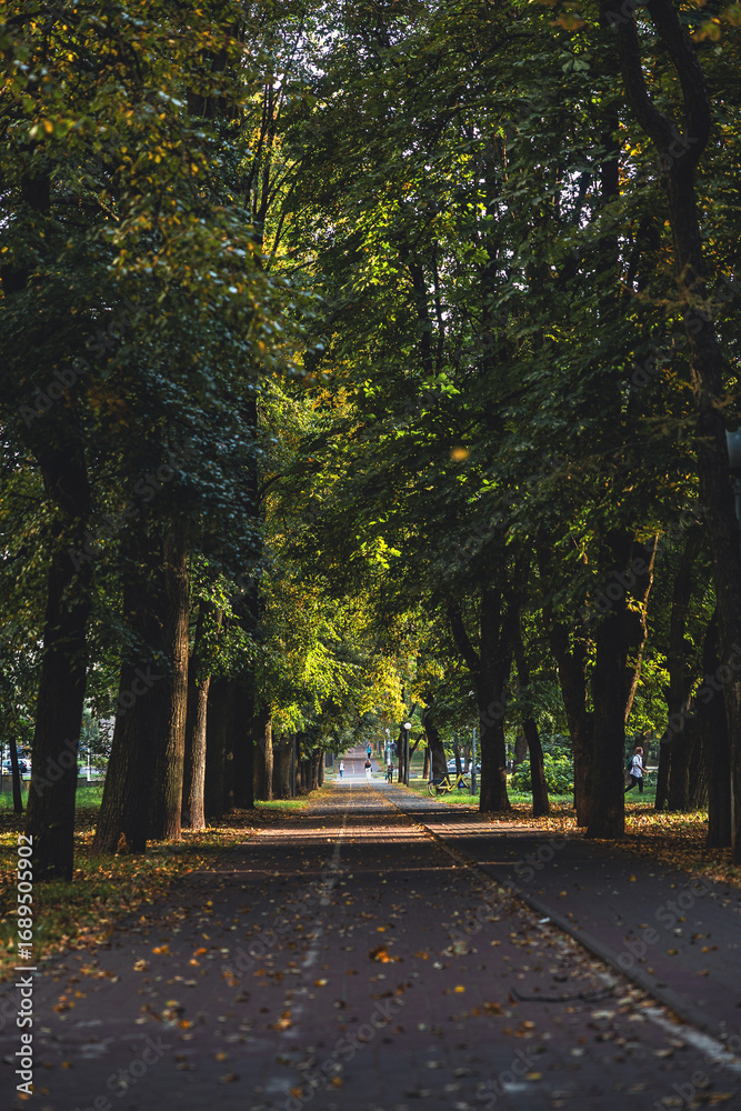 Naklejka premium park