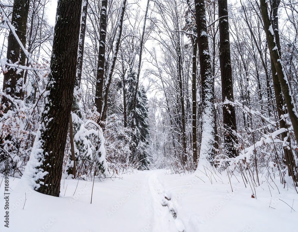 Fototapeta premium Snowy forest path (1)