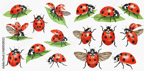 A collection of illustrated red ladybugs in various poses, including standing, crawling on leaves, and flying with open wings.