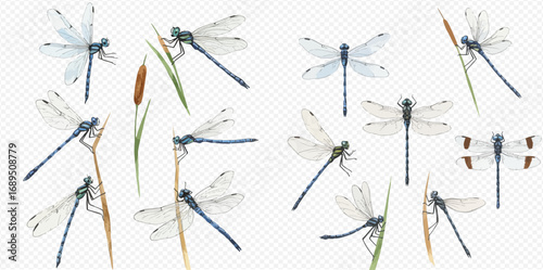 A watercolor illustration set of blue dragonflies in various poses, flying and resting on cattail reeds against a transparent background.
