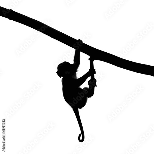 Monkey hanging on a branch silhouette isolated on white background