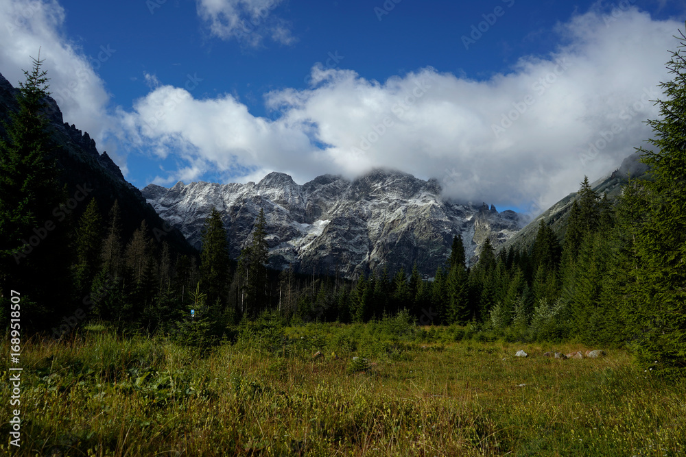 Fototapeta premium Alpine meadow with green grass and evergreen forest in front of snowy mountain peaks under bright sky with drifting clouds.