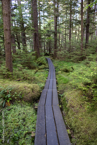 Hiking trail on Haida Gwaii