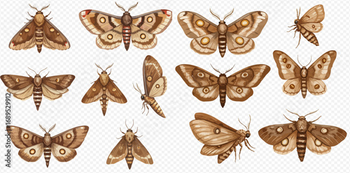 A detailed collection of various brown moths illustrated in a vintage entomological style, showcasing different species and poses.