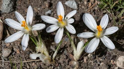 Three White Crocus Flowers Closeup Ground View