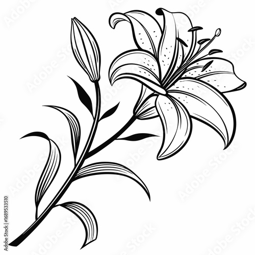 Lily flower with long petals