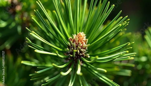 Wallpaper Mural Close-up of pine tree needles with new growth Torontodigital.ca