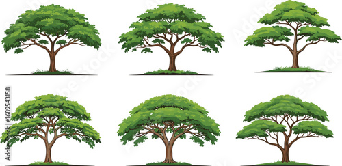 Collection of flat top tropical trees, savanna landscape trees, lush green foliage, natural tree illustrations, eco forest elements, outdoor plant design.