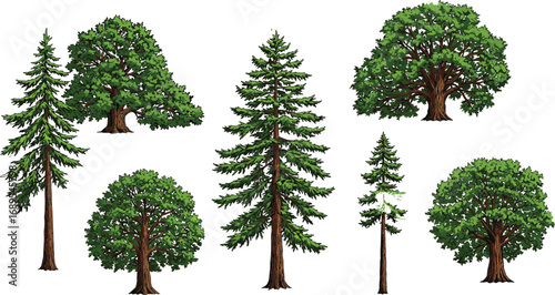 Hand-drawn pine and oak trees, forest nature illustrations, green foliage, tree branches, detailed botanical drawings, isolated tree graphics, natural environment
