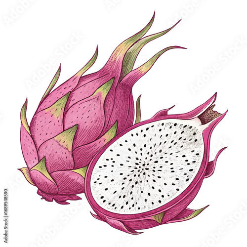 Vibrant Hand-Drawn Illustration of a Whole and Halved Dragon Fruit, Exotic Tropical Fruit Design, Detailed Botanical Style