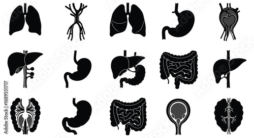human organs icons showing lungs stomach liver intestines