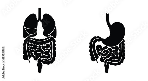 human digestive system illustration showing stomach intestines liver