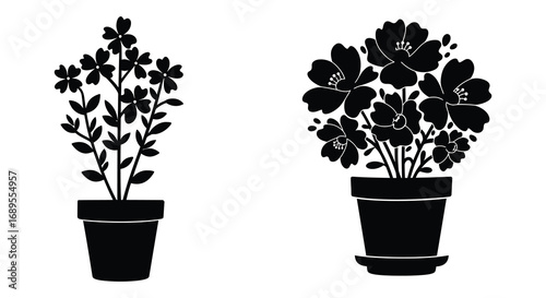 two potted plants with flowers and leaves side by side