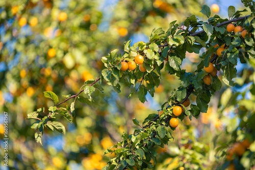 Fresh mirabelle plums on tree branch
