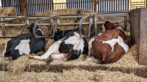 Three milky cows in a barn are relaxing on straw bedding. The farm is well-lit, showcasing a peaceful rural environment. Cattle breeding concept