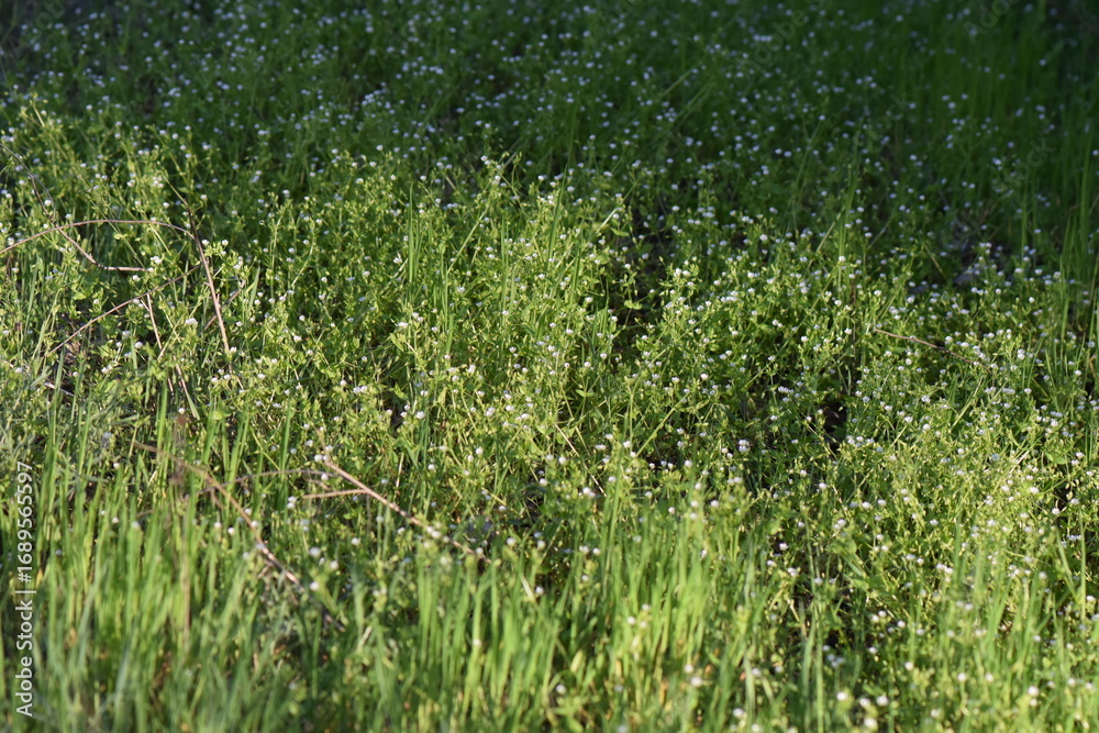 Obraz premium Green grass in the spring forest on a sunny day. Natural background