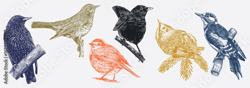 Set of European forest and garden birds. Robin, blackbird, starling, gold crest, thrush fielfare. Engraved, hand drawn style, line art, hatching technique for wallpaper patterns and birdwatching. 