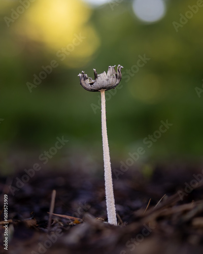 Photos Tall Mushroom with Blackened Cap