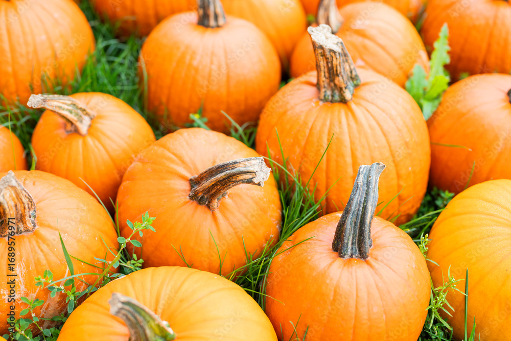 autumn decorations many ripe pumpkins for halloween