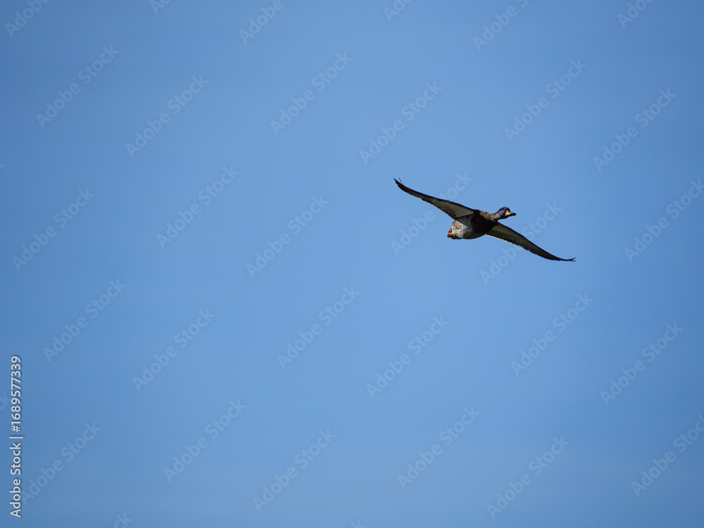 Obraz premium Duck in flight