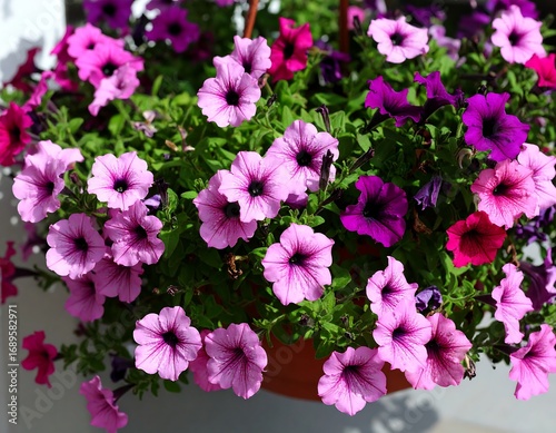 Vibrant flower basket overflowing with various shades of pink and purple petunias