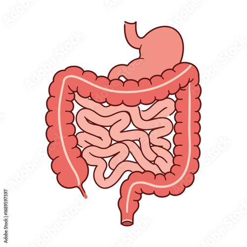 Detailed Medical Illustration of the Human Digestive Organs and Tract