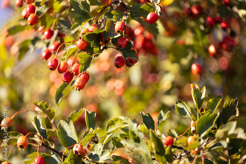 Hawthorn autumn tree detail on blurred bokeh background