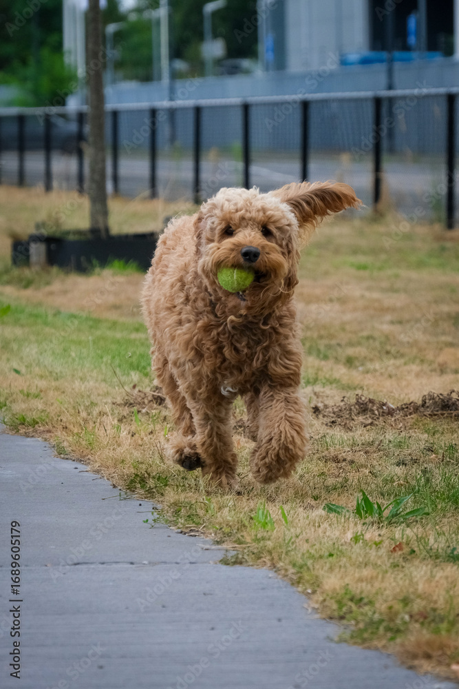 Fototapeta premium Labradoodle playing at the park