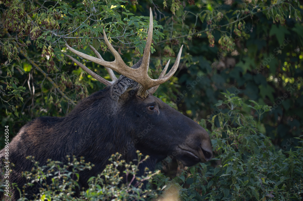 Fototapeta premium Portrait of a moose with big antlers