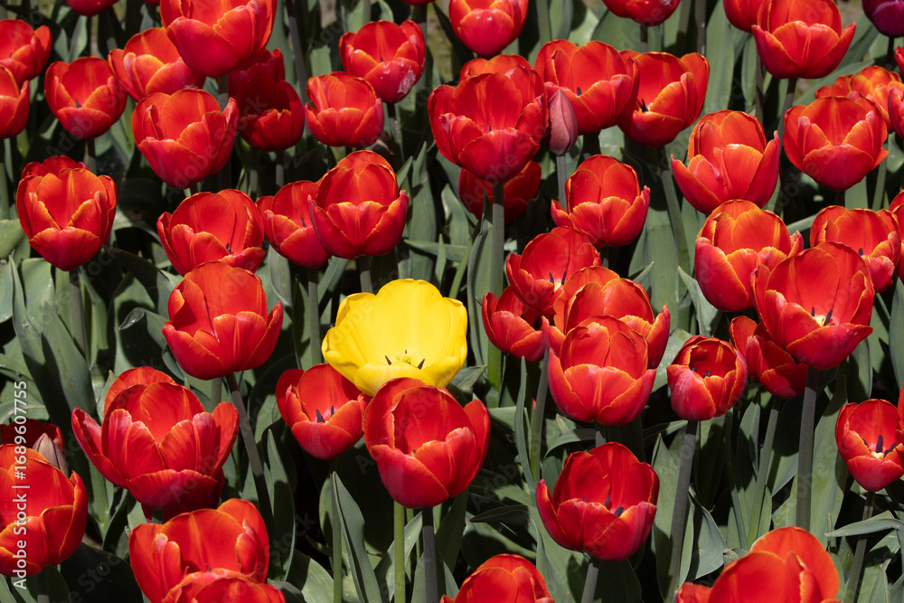 Fototapeta premium red and yellow tulips
