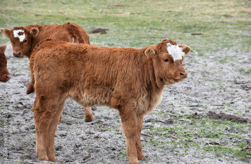 Carmel Brown Calves on a Farm in Scotland