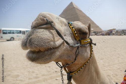 funny portrait of a dromedary in front of pyramid