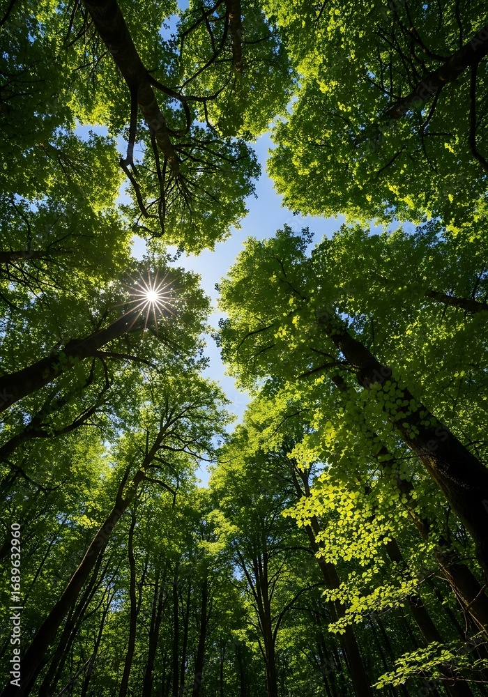 Obraz premium Lush green forest canopy reaching towards a vibrant blue sky, sunlit leaves and trees create a tranquil and inviting atmosphere.
