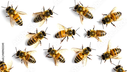 Honeybees on white background
