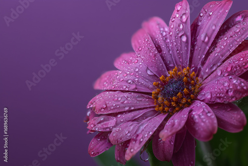A single purple flower adorned with morning dew, contrasted against a deep, dark background.