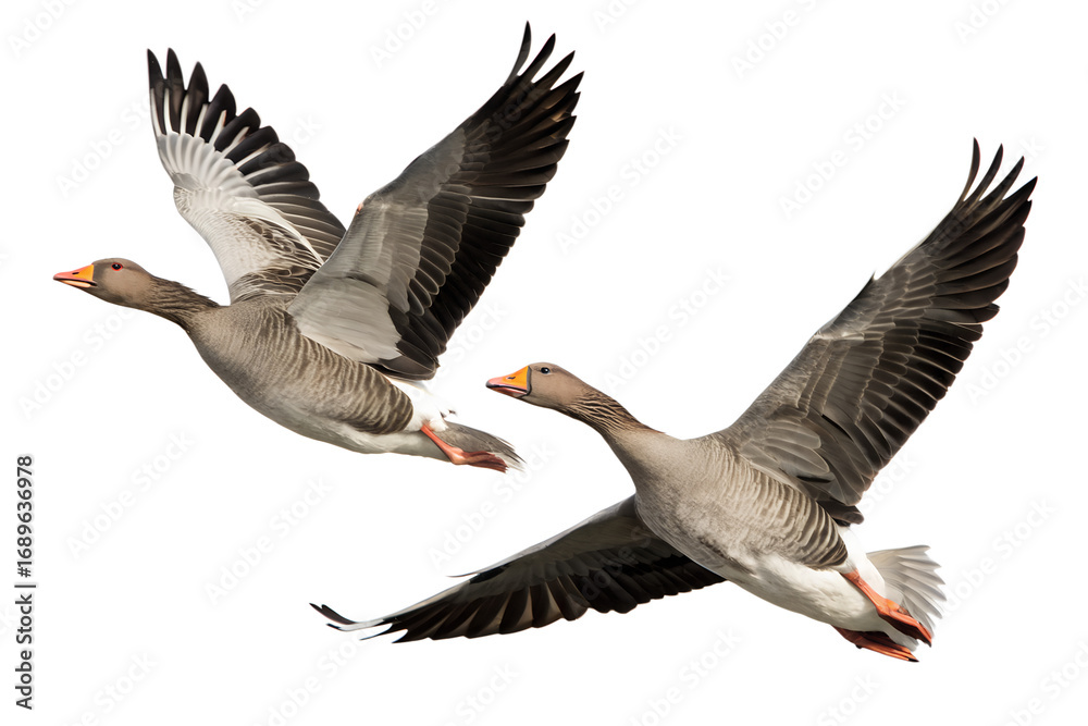 Obraz premium A pair of beautiful wild Greylag geese flying together in formation, showcasing their detailed plumage and feather patterns against an isolated white backdrop
