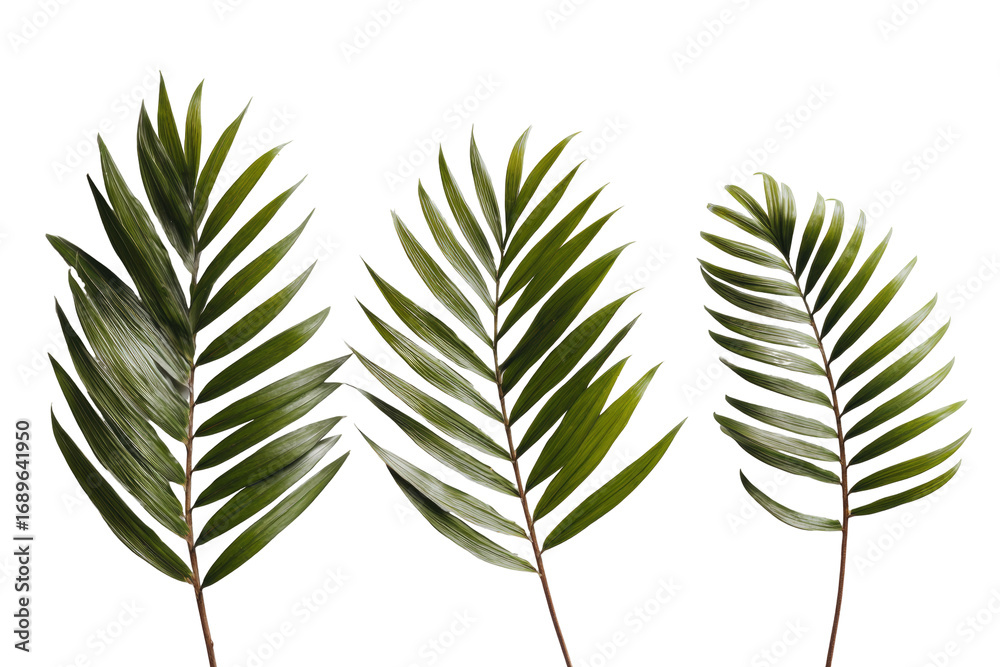 Naklejka premium Three tropical leaves against a black background. The leaves are a muted green with serrated edges and fine details, creating a textured look. They appear slightly translucent