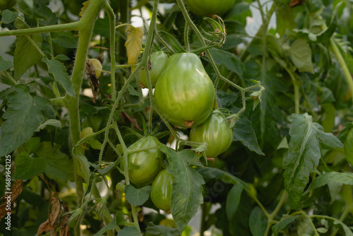 Wallpaper Mural green unripe tomatoes on the branch. Torontodigital.ca