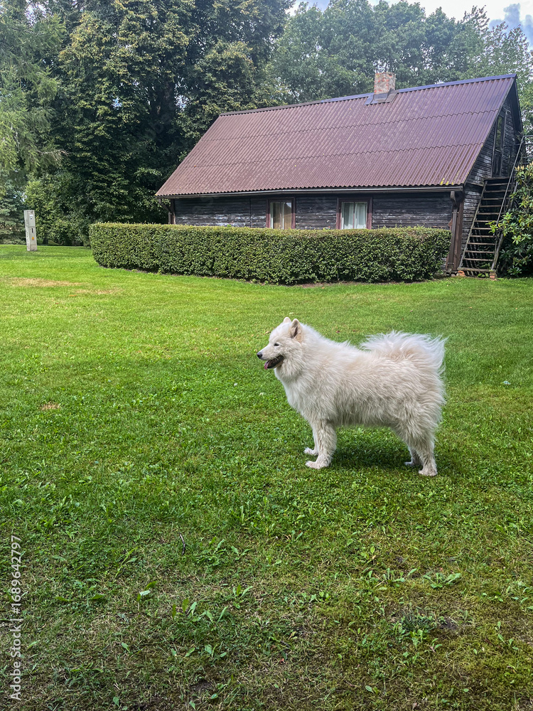 Obraz premium White fluffy dog standing on lush green grass in serene countryside setting, with rustic wooden house and neatly trimmed hedges, evoking a sense of tranquility and escapism