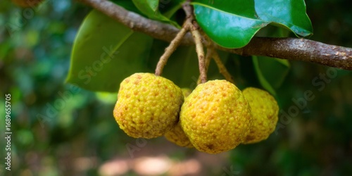 Vibrant yellow fruit hangs from a tree branch, captured in a detailed, nature-focused composition.